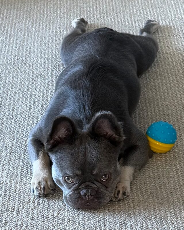 Hermes lying flat on the carpet, legs stretched out behind him, beside a blue and yellow ball