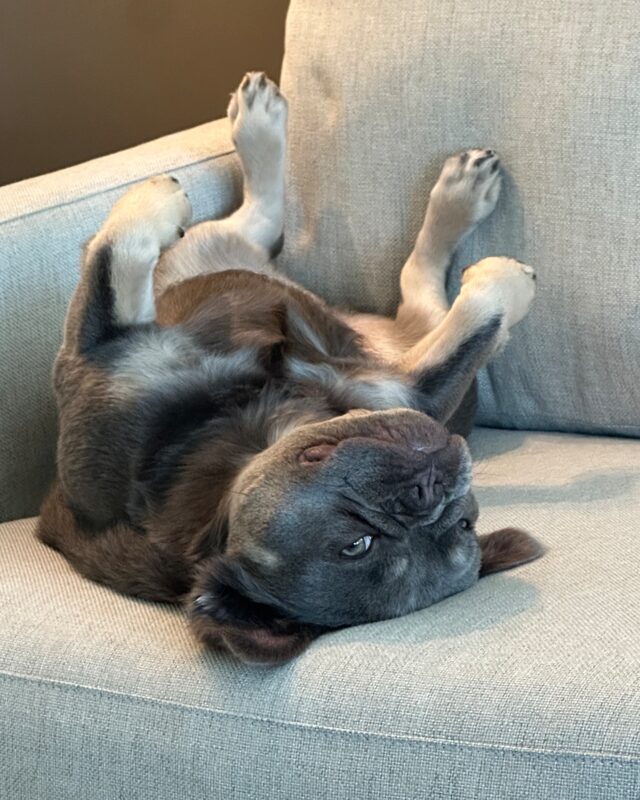 Hermes lying upside down on a grey armchair, paws in the air