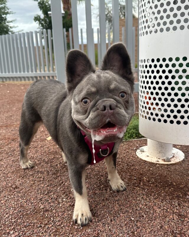 Hermes in a red harness on a gravel path, grinning, with a long string of drool