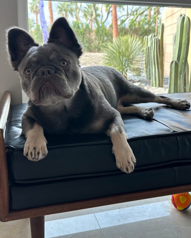 Hermes stretched out on a black leather bench in front of a window onto a cactus garden