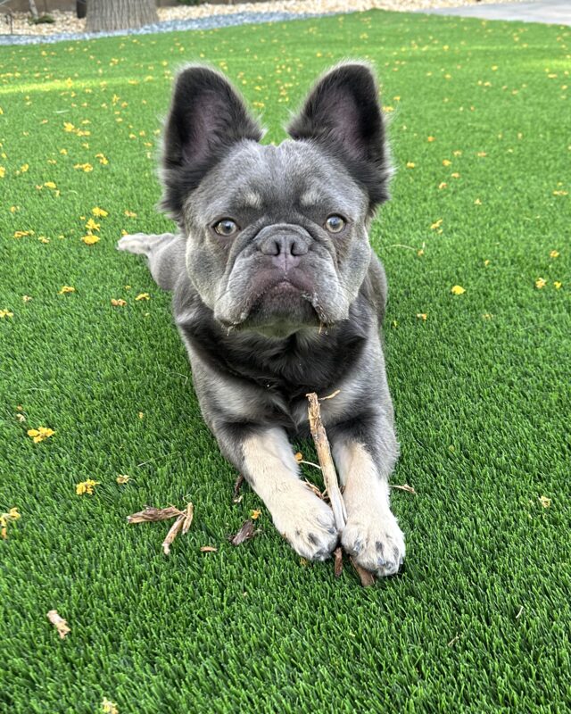 Hermes lying in a sploot on a lawn scattered with yellow blossoms, a stick between his front paws