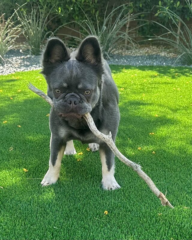 Hermes standing on a sunny lawn holding a long branch in his mouth