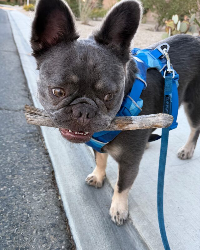 Hermes in a blue harness on a desert sidewalk, a stick clamped in his teeth