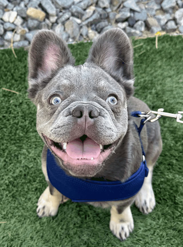 Hermes, a grey French bulldog with pale blue eyes and big ears, grinning up at the camera on a lawn